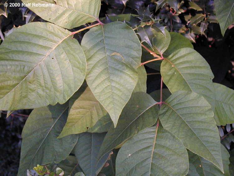 Rhus toxicodendron 9 ch para que sirve